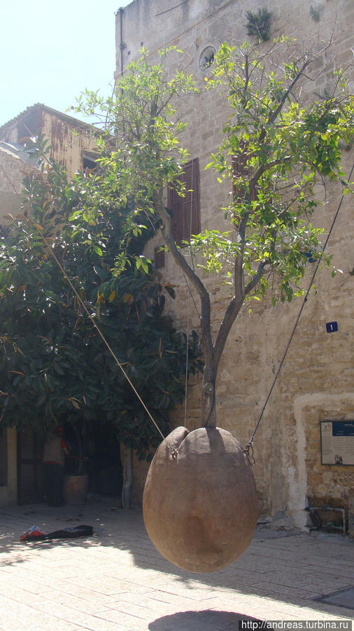 Висячее дерево в Яффо Израиль