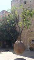 Висячее дерево в Яффо