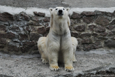 В природе белые медведи живут до 25 – 30 лет, а в неволе (в зоопарках) некоторые особи доживают до 45 лет.