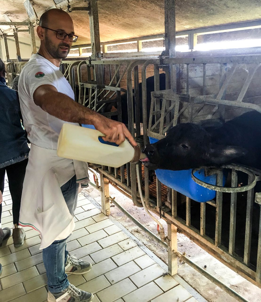 Ферма буйволов «Антико Деманьо» Пиньятаро-Маджоре, Италия