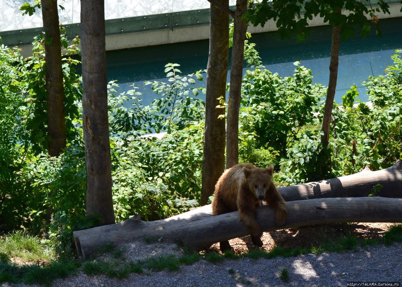 Медведи в Берне — скучно 