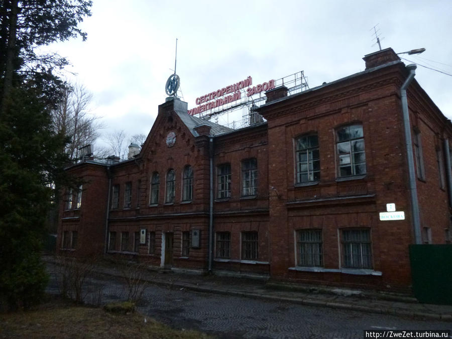 Под соснами Северной Ривьеры Сестрорецк, Россия