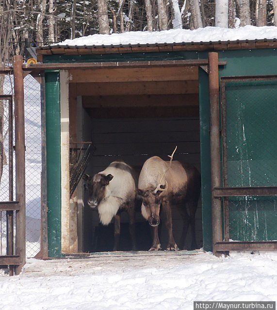 Олень обыкновенный.