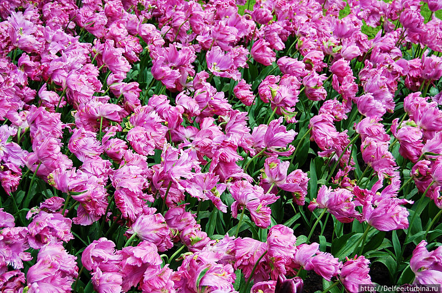 Царство тюльпанов: павильоны и оранжереи парка Кекенхоф