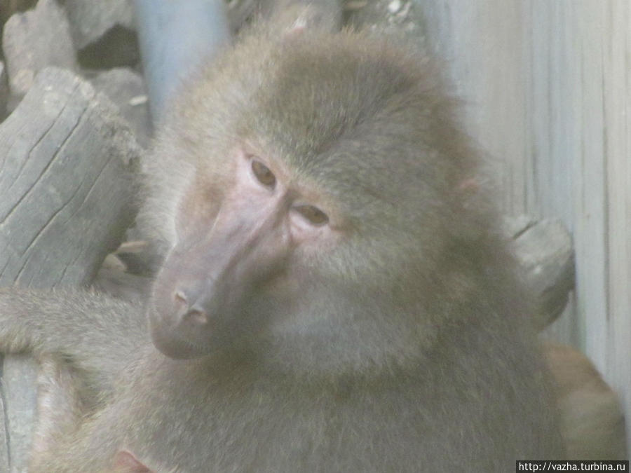 Зоопарк Сеула. Первая часть. Сеул, Республика Корея
