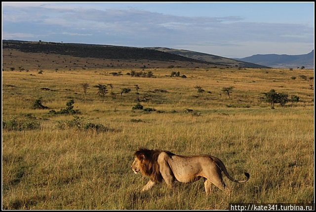 Открытие нового континента. Часть 3. Масаи-Мара Масаи-Мара Национальный Парк, Кения