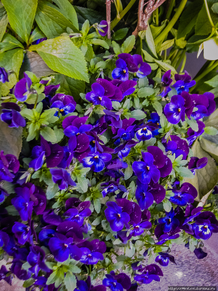 Май в Риге Рига, Латвия