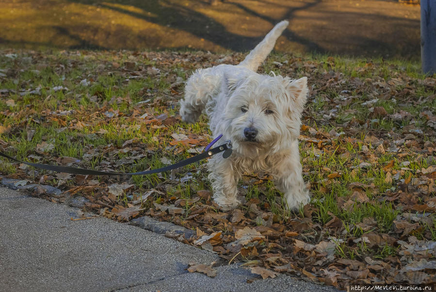 В ноябре в парке Кронвальда Рига, Латвия