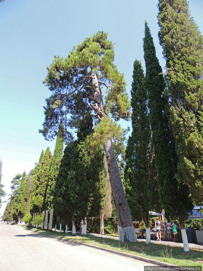 Карта кипарисовая аллея пицунда