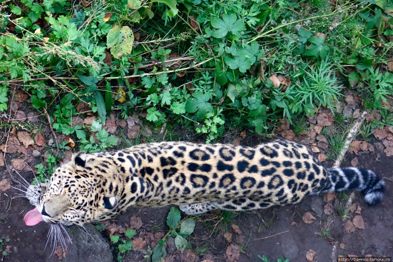 Опавший осенний лист пятном на спине леопарда… Земля Леопарда Национальный Парк, Россия