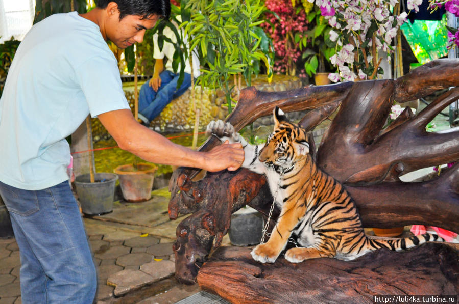 Навстречу атмосфере Азии Паттайя, Таиланд