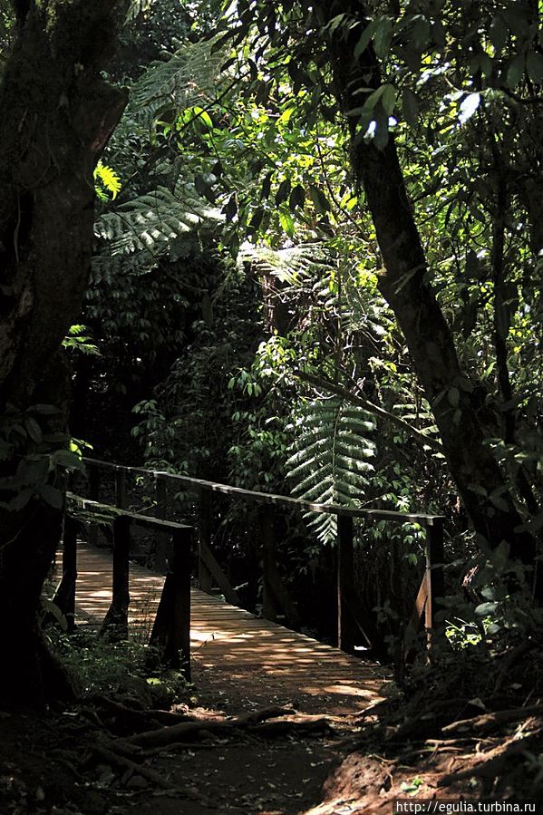 дождливый лес-самая простая и приятная часть путешествия Гора (вулкан) Килиманджаро (5895м), Танзания