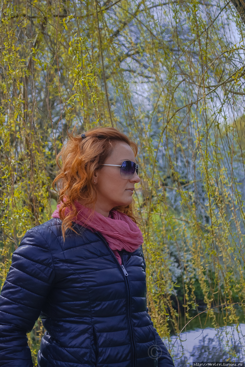 Таинство цветения сакуры Рига, Латвия