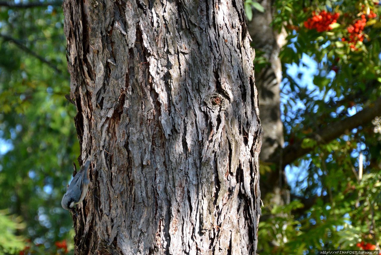 Лето. Поползень Москва, Россия