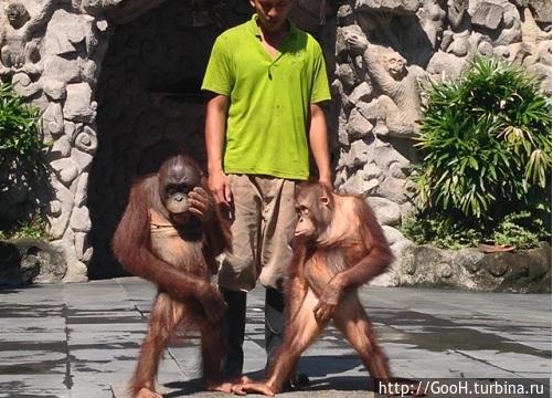 Мир животных или Сафари-Парк на Бали Бали, Индонезия