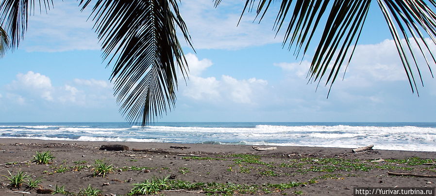 Вот на этот берег и приплывают в апреле тысячи морских черепах Тортугеро, Коста-Рика