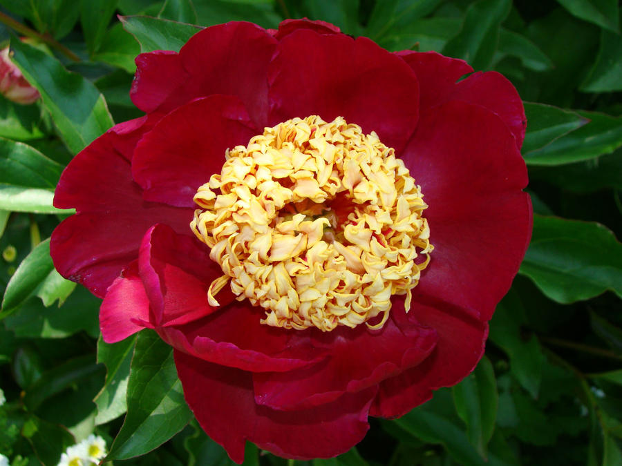 Ода пионам Москва и Московская область, Россия