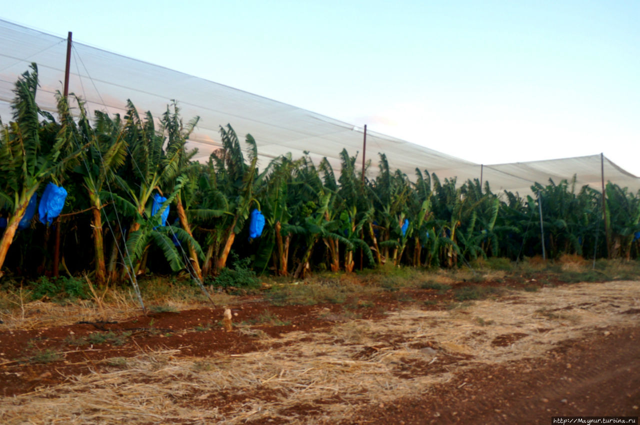 Банановые  плантации  вблизи  города  Мигдал. Нахаль-Амуд Природный Парк, Израиль