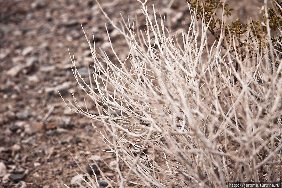 «Долина Смерти» — это несмертельно Национальный парк Долина Смерти, CША