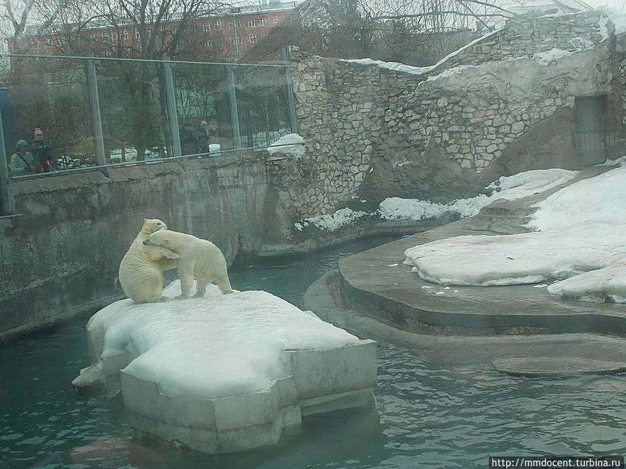 Зоопарк зимой стоит ли идти. Зоопарк в Москве на Баррикадной. Московский зоопарк на Баррикадной зимой. Метро Баррикадная зоопарк. Московский зоопарк зимой 2021-2022.