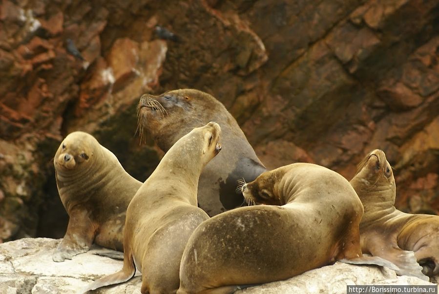 Семейство морских котиков Перу