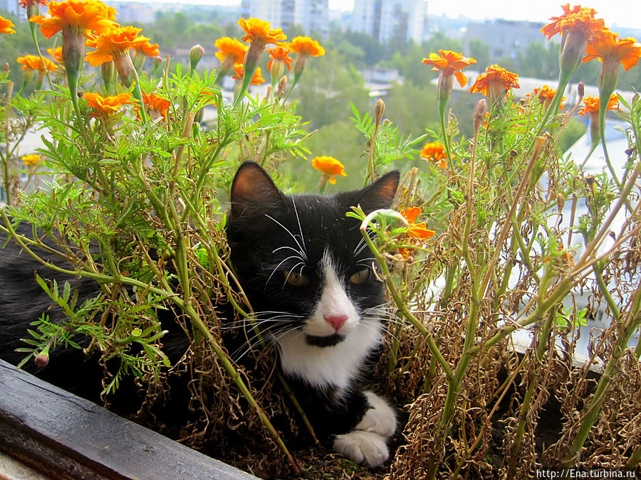 Первый день весны и международный день кошек!!!