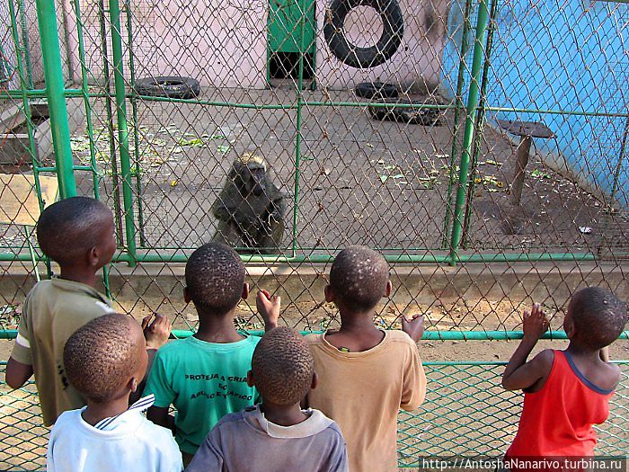 Пацаны смотрят на обезьяну.