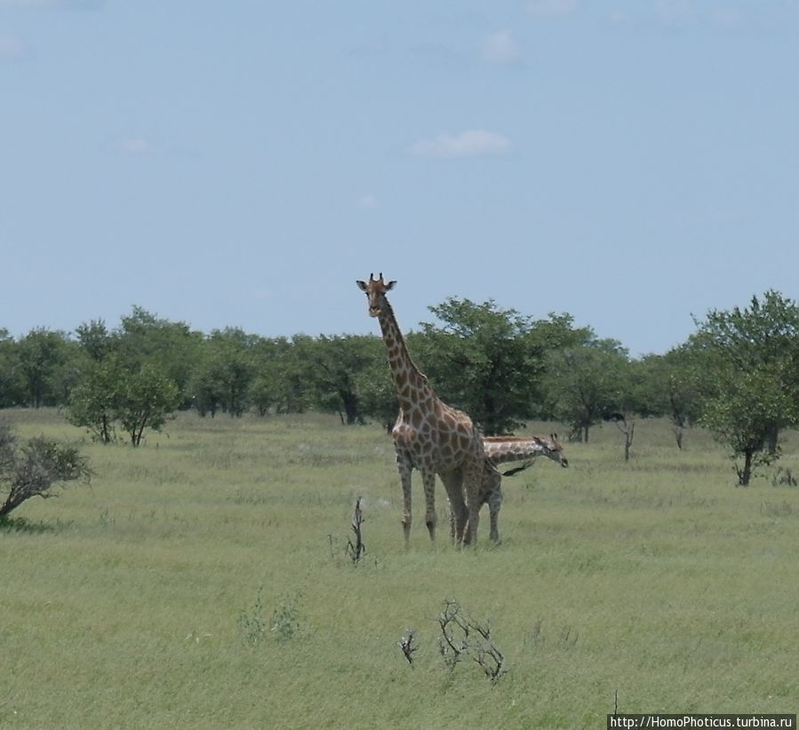 Жирафы Этоша Национальный Парк, Намибия