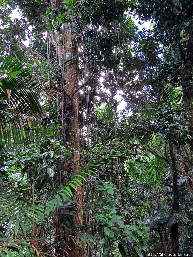 ну, как  сказать большие, и поболее видали:)) Эль Юнке Национальный Лес, Пуэрто-Рико
