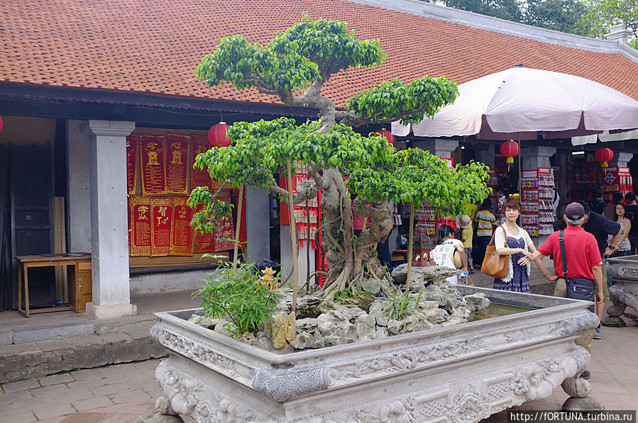 Кай кань -бонсаи по вьетнамски Ханой, Вьетнам