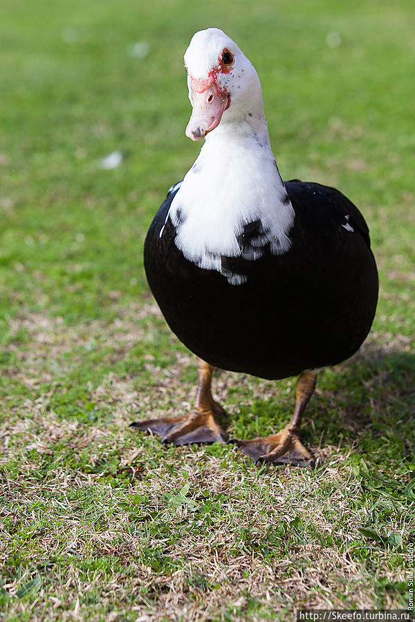 Гусь, если не ошибаюсь, принадлежит Катарине и Рую