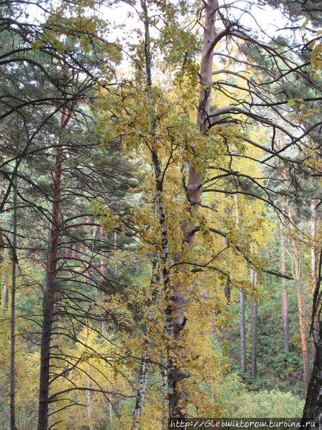 Прогулка по Гилевской роще в золотую осень Тюмень, Россия