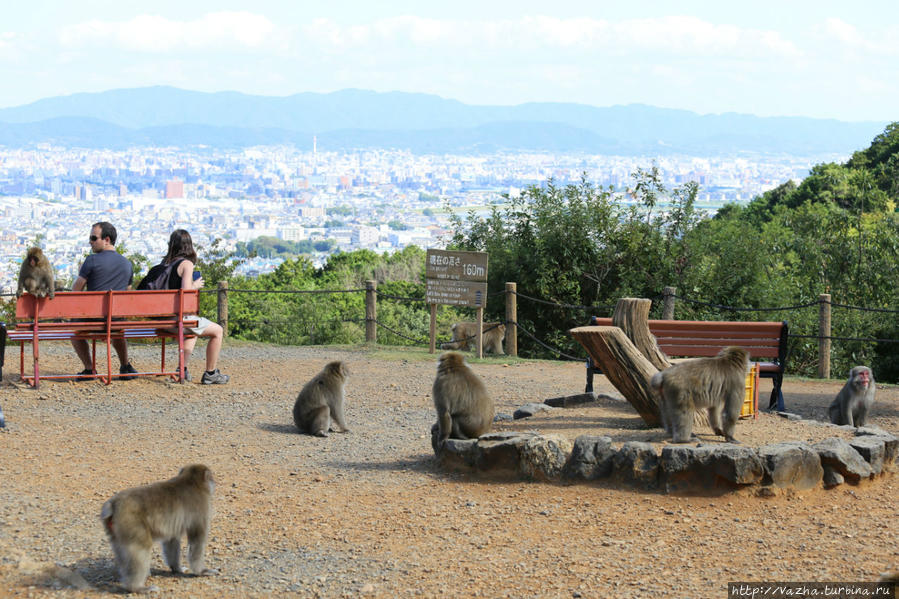 Парк обезьян Иватаяма Киото, Япония