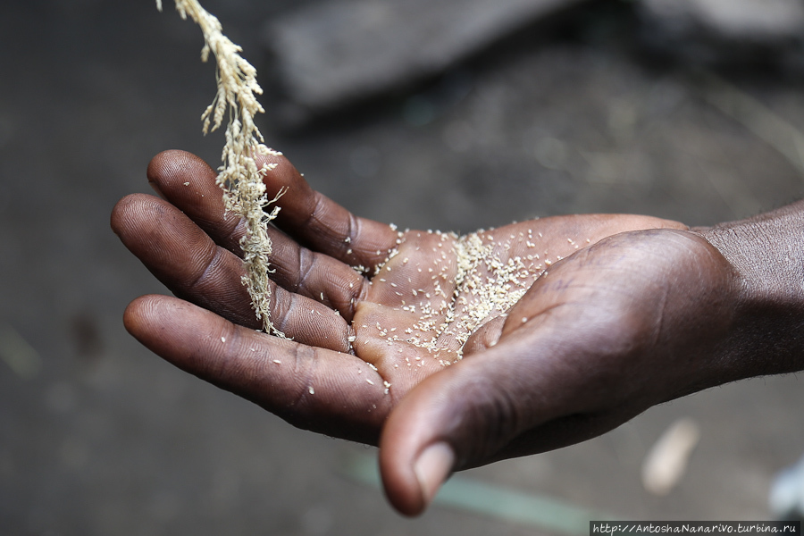 Тэф – это главный злак в Эфиопии, эфиопский хлеб, и больше почти нигде он и не растёт вообще. Хотя вот конкретно в Южной Эфиопии преобладает всё-таки сорго, но в масштабах всей страны – однозначно тэф . А зёрнышки, как видите, очень маленькие у него. Джинка, Эфиопия