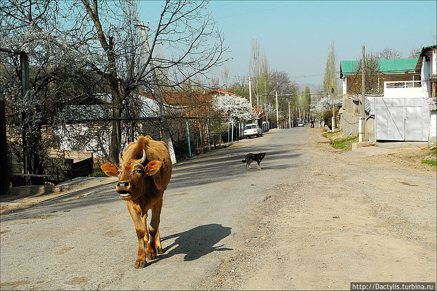 Мы только доехали до точки старта и выгрузились из маршрутки. На улице селенья нас встречала корова Угам-Чаткальский национальный парк, Узбекистан