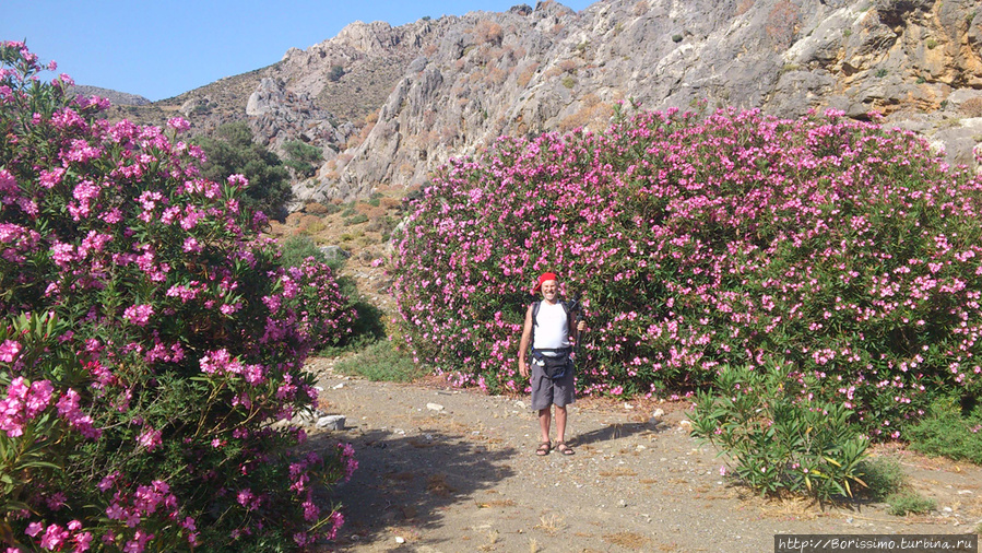 Захотелось вдохнуть их аромат и прикоснуться к ним шаловливыми ручёнками :-) Остров Крит, Греция