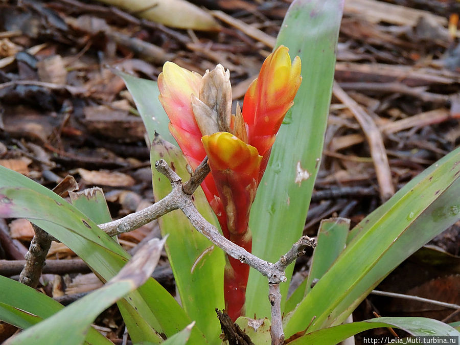 Цветочные сны... Фуншал, Португалия
