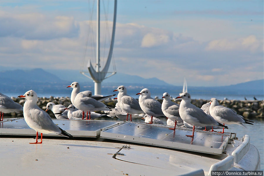 Птицы Женевского озера и хлебная битва