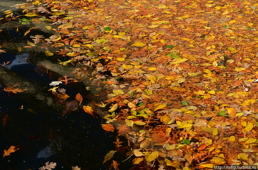 Море листьев! Штат Миннесота, CША