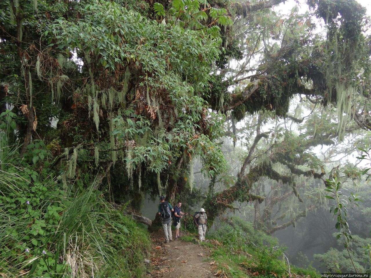 Облачный лес (cloud forest) на склоне вулкана Меру. Моши, Танзания