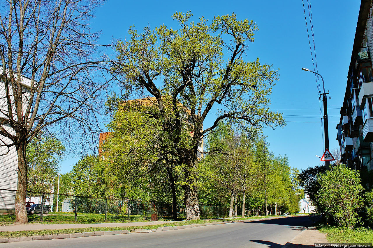 Дуб (Quercus L.) № 206 Великий Новгород, Россия