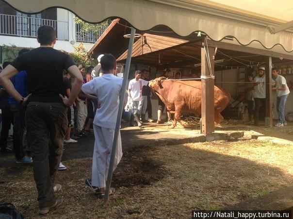 Курбан-Байрам. Реюньон