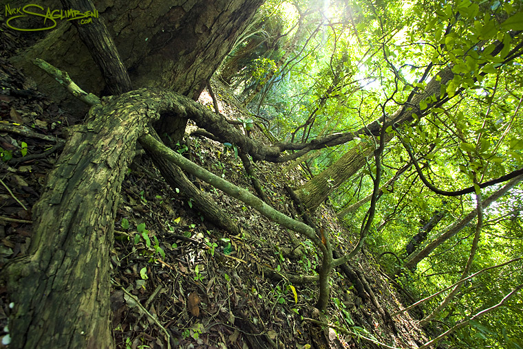 Священный лес Кайя-Кинондо / Kaya Kinondo Sacred Forest