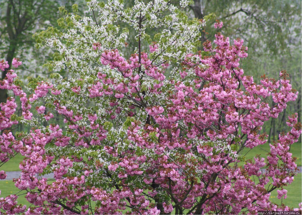 Штаде в яблоневых садах Штаде, Германия