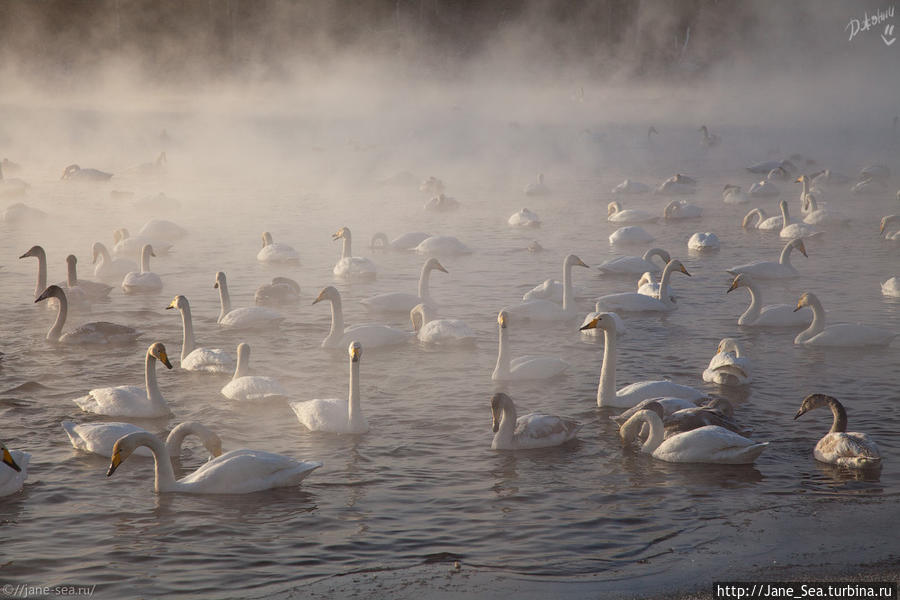 Лебединое озеро Алтайский край, Россия