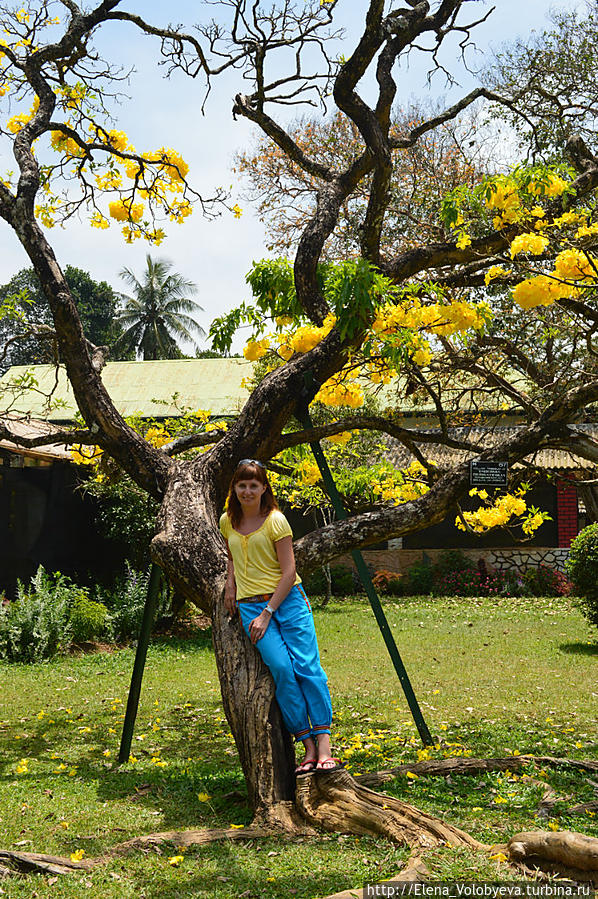 Неделя на Цейлоне Маравилла, Шри-Ланка