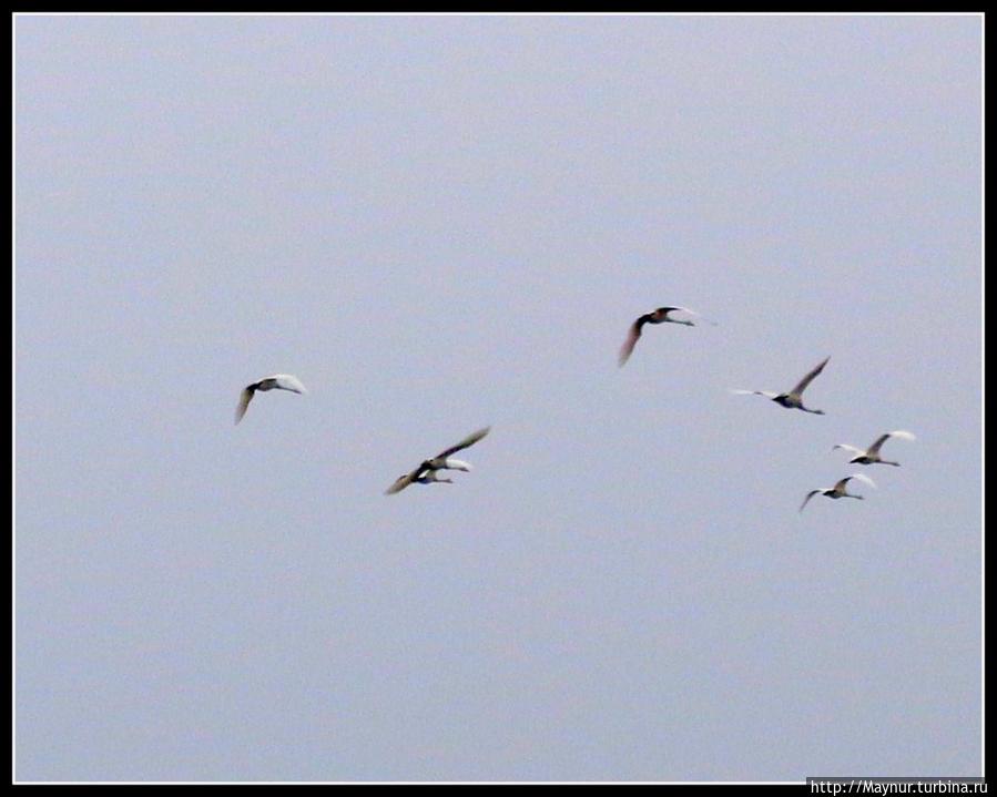 Пусть  летят  по  небу  лебеди... Южно-Сахалинск, Россия