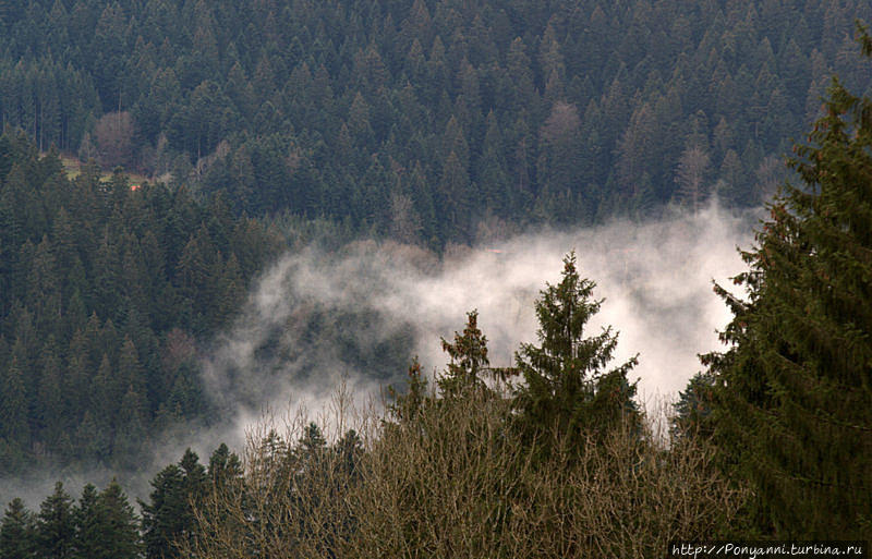 Туман скручиваетя в клубки и цепляется за верхушки елей Земля Баден-Вюртемберг, Германия
