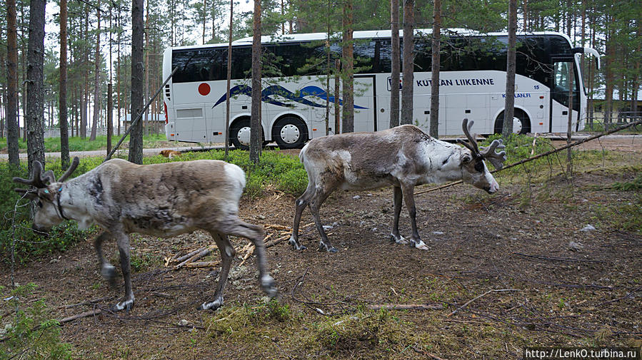 Sieriporo Safaris Провинция Лапландия, Финляндия