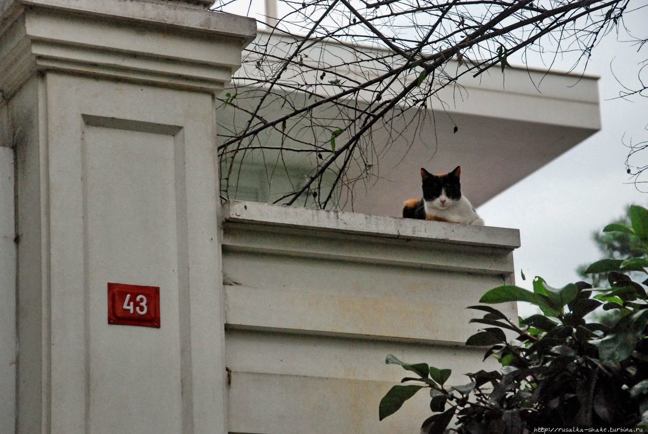 Остров кошек Стамбул, Турция